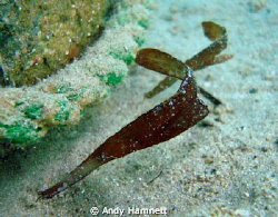 Sea grass ghost pipefish. I saw 4 of these during the tri... by Andy Hamnett 
